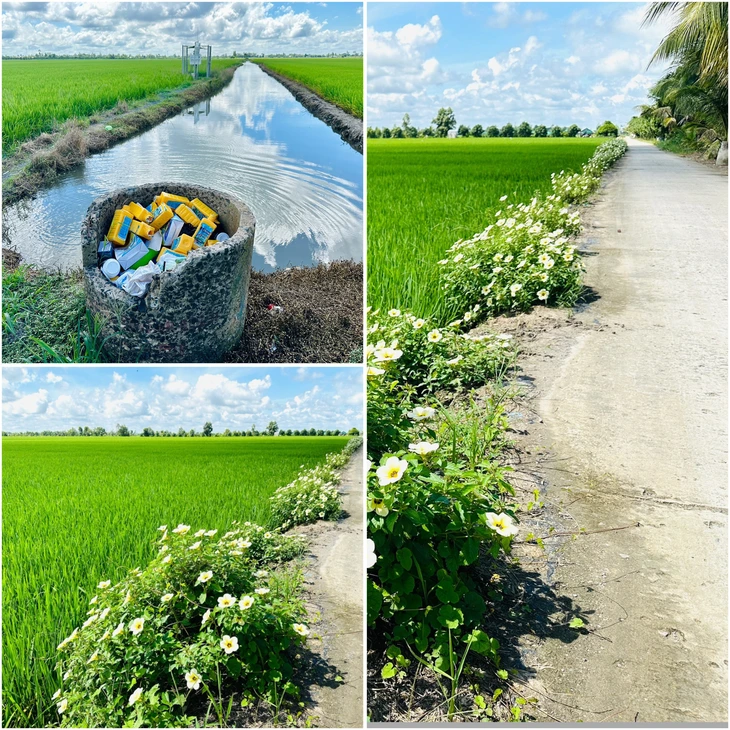 Đồng Tháp - Ảnh 6.