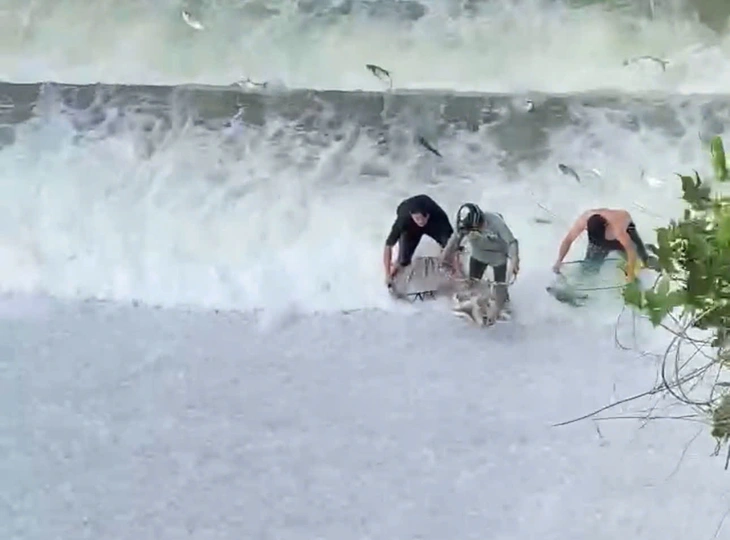 bắt cá - Ảnh 1.