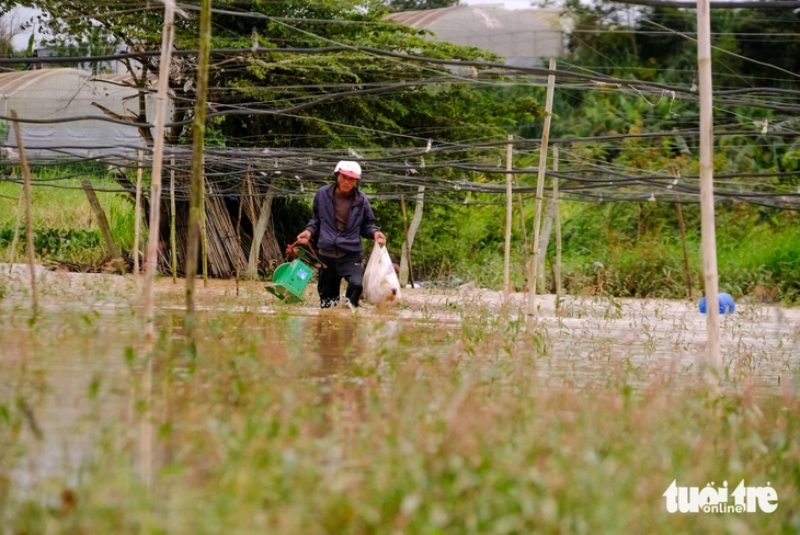 Vùng rau Đà Lạt nhiều nơi ngập trắng - Ảnh 1.