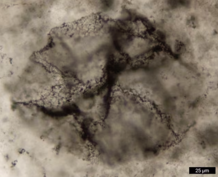 AI phát hiện dấu vết sự sống cổ xưa nhất trên Trái đất - Ảnh 1.