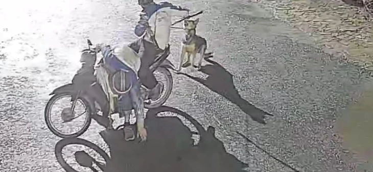 trộm chó - Ảnh 1.