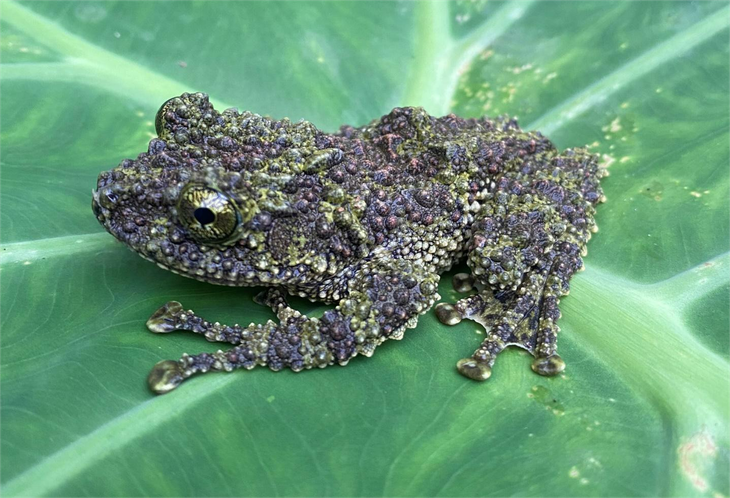 Phát hiện nhiều loài động vật quý hiếm tại rừng Pù Luông - Ảnh 1.