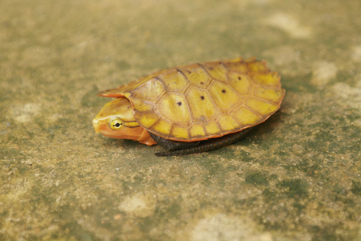 Pù Luông - Ảnh 2.