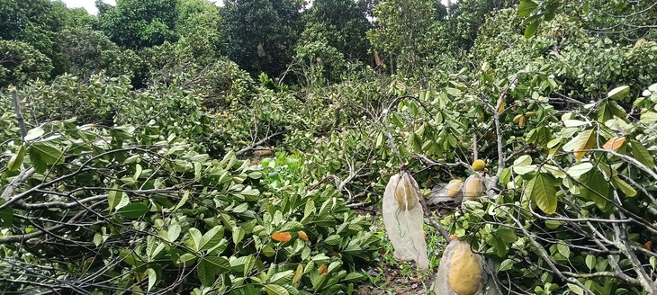 Cần Thơ - Ảnh 1.