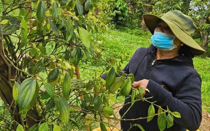 Gặp 'cha đẻ' của tiêu Tùng Linh và khát vọng nâng tầm thương hiệu hồ tiêu
Việt - Ảnh
14.