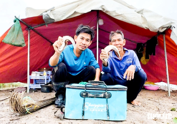 cá lóc đồng - Ảnh 1.