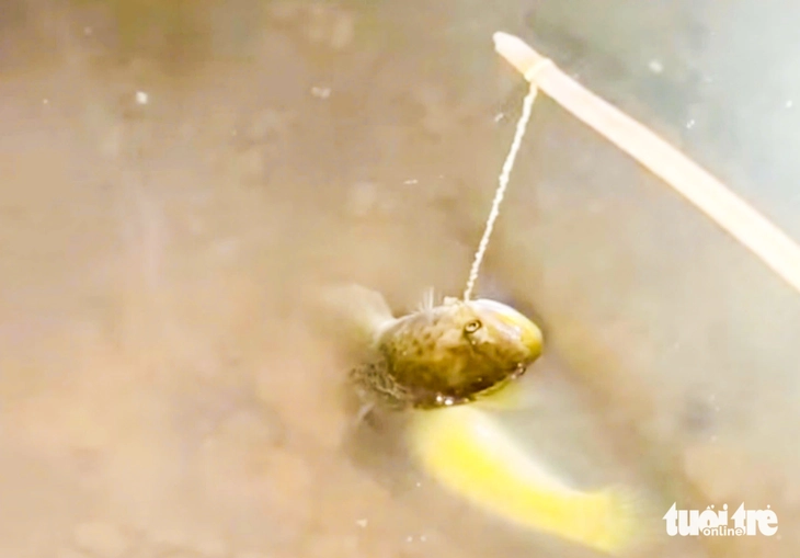 cá lóc đồng - Ảnh 2.