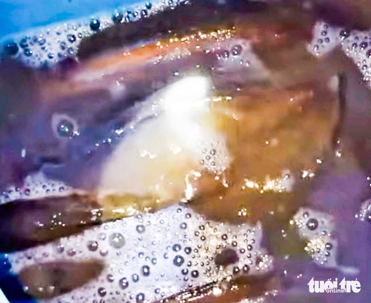 cá lóc đồng - Ảnh 3.