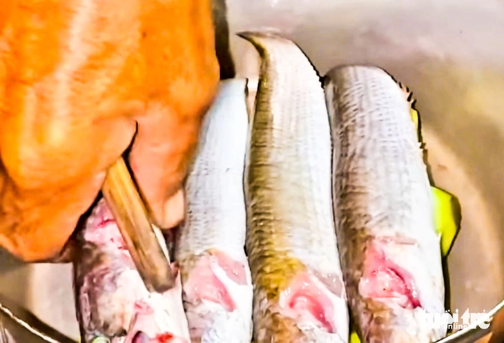 cá lóc đồng - Ảnh 7.