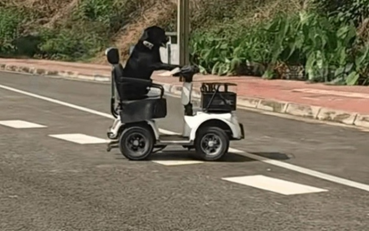 Chó lái xe điện gây sốt mạng xã hội, còn biết trượt ván, đổ rác - Ảnh 2.