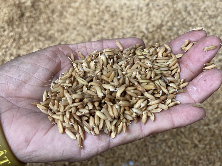 Xót xa lúa mọc mầm do ngâm nước lũ, phải đổ bỏ - Ảnh 2.