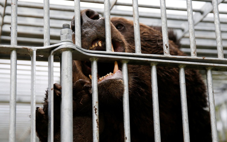 Đoạn video gấu tấn công 'mới nhất' ở Nhật Bản nhưng... có từ 4 năm trước - Ảnh 3.