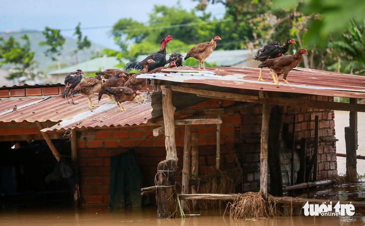sông Dinh - Ảnh 10.