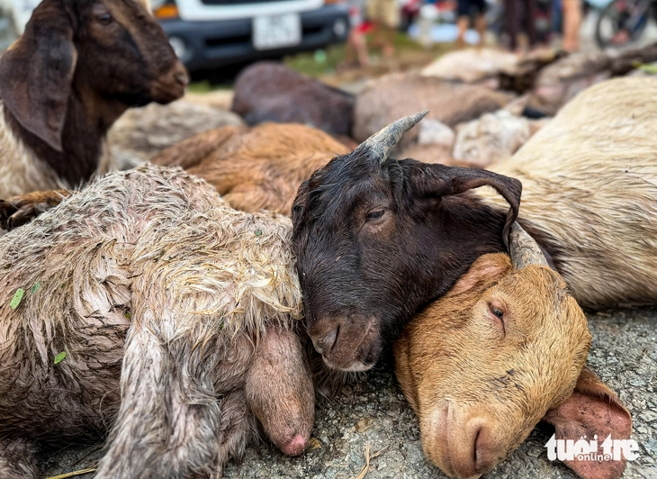 sông Dinh - Ảnh 11.