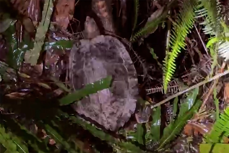 rùa đất  - Ảnh 2.