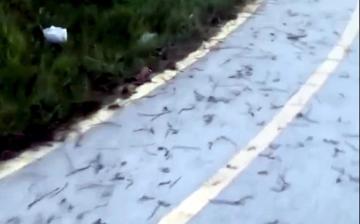 Cơ quan chức năng nói gì về hiện tượng giun đất bò lên mặt đất hàng loạt tại Quảng Trị?- Ảnh 2.