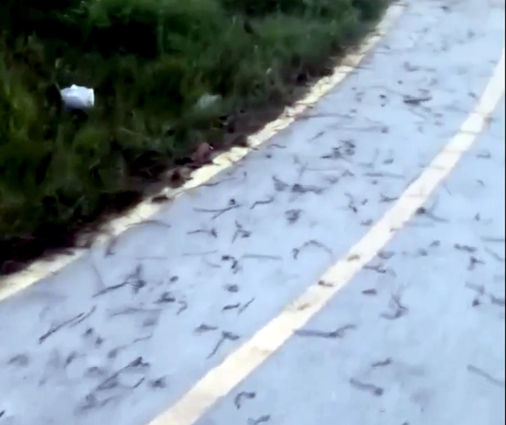 giun đất - Ảnh 1.