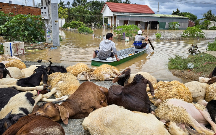 Quân đội dựng lều dã chiến trên cầu vượt để ứng cứu người dân - Ảnh 4.