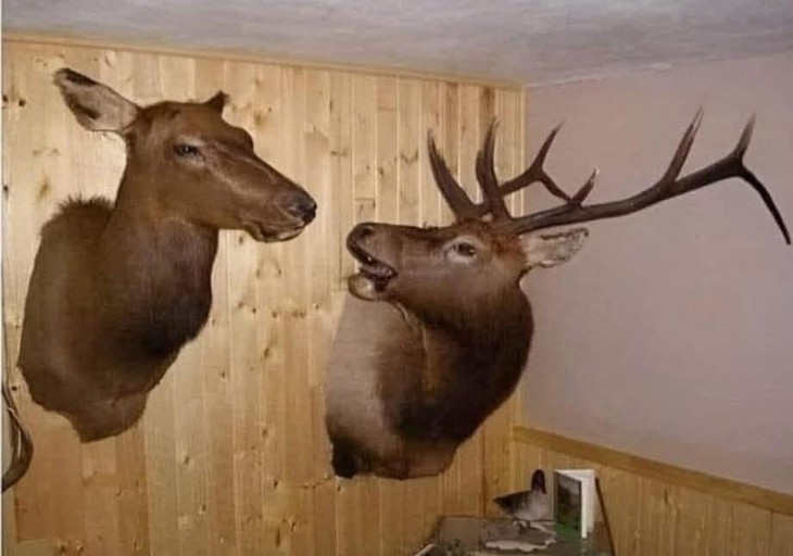 ảnh vui - Ảnh 6.