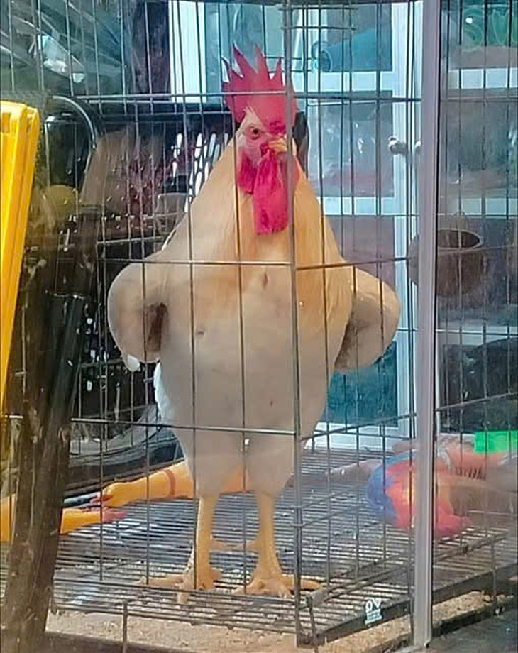 ảnh vui - Ảnh 4.