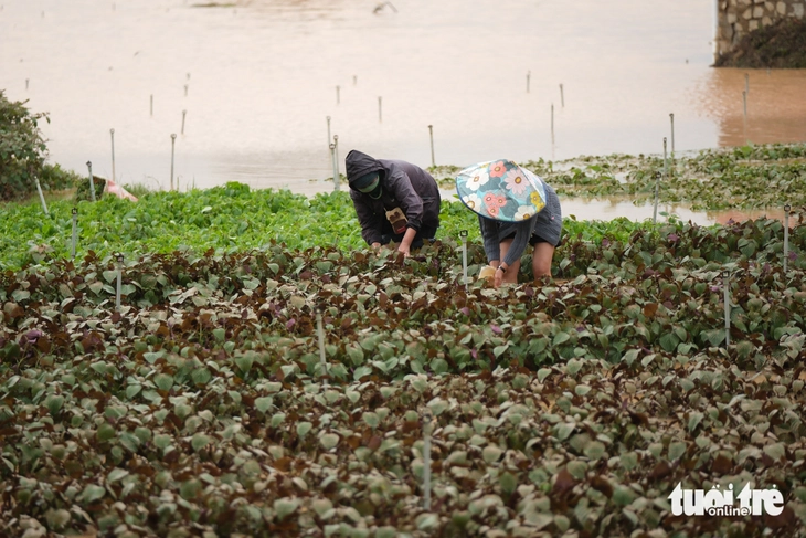 Các hồ thủy điện Lâm Đồng đồng loạt giảm xả lũ, hạ du dần hạ nước sau ngày lũ lịch sử - Ảnh 2.