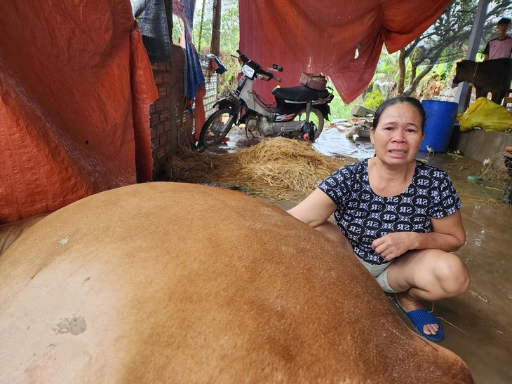bò chết - Ảnh 1.