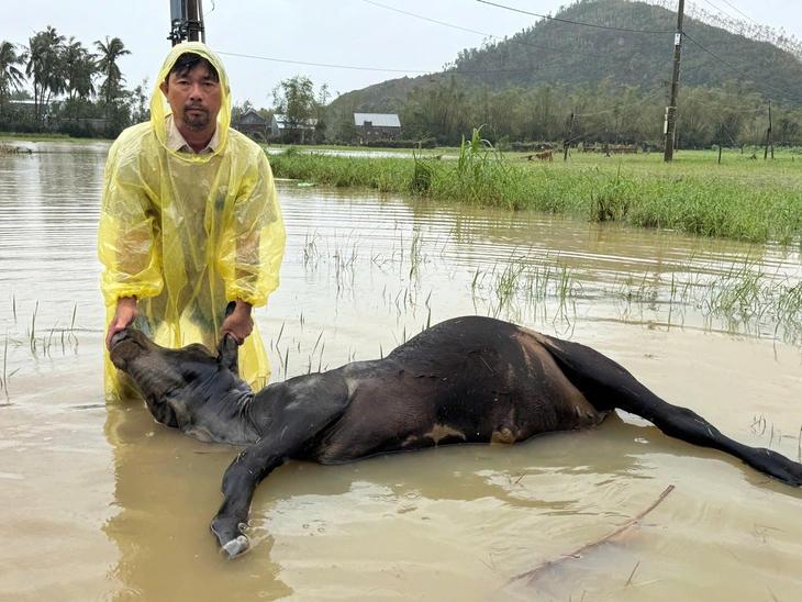 bò chết - Ảnh 3.
