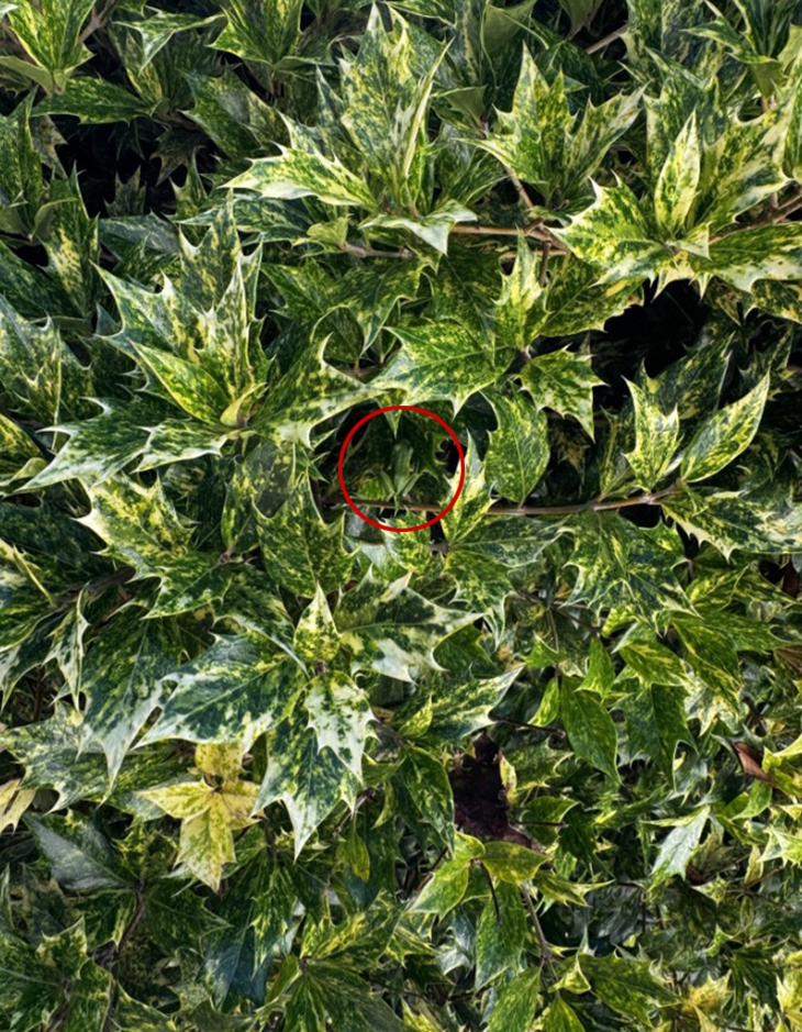 con ếch - Ảnh 2.