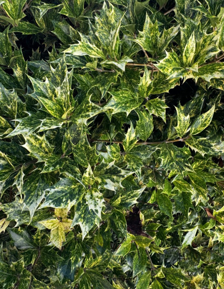 con ếch - Ảnh 1.