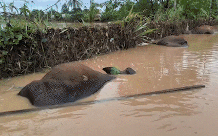  Thủy điện Đồng Nai 3, 4 đang xả ở mức nào?   - Ảnh 2.