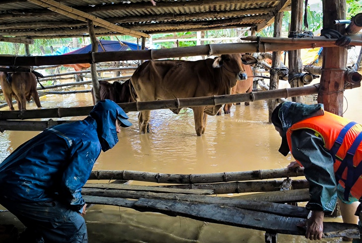 Thời tiết hôm nay 22-11: Quảng Ngãi đến Đắk Lắk và Khánh Hòa vẫn còn mưa - Ảnh 1.