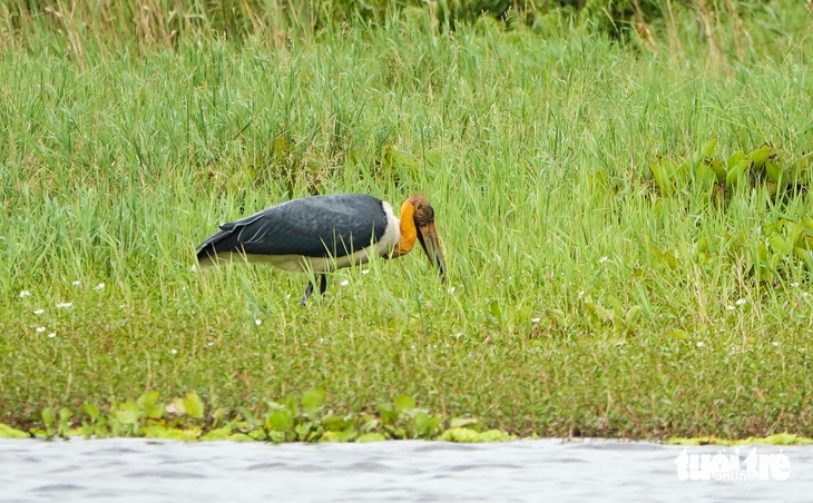 Già đẫy Java - Ảnh 2.