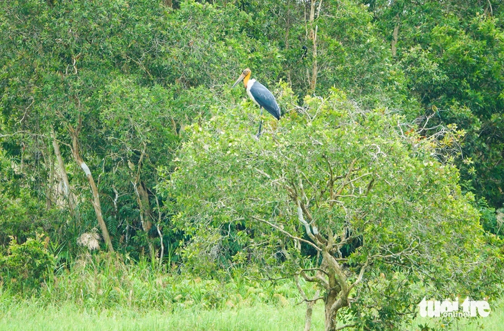 Già đẫy Java - Ảnh 4.