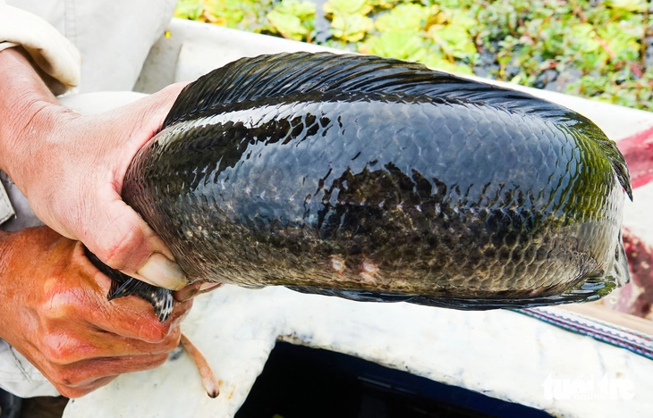 u minh thượng - Ảnh 2.