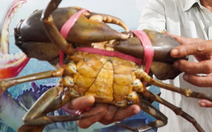 Từ ‘muối vùi’ dân dã đến đặc sản cua gạch ngâm mắm nhĩ - Ảnh 7.