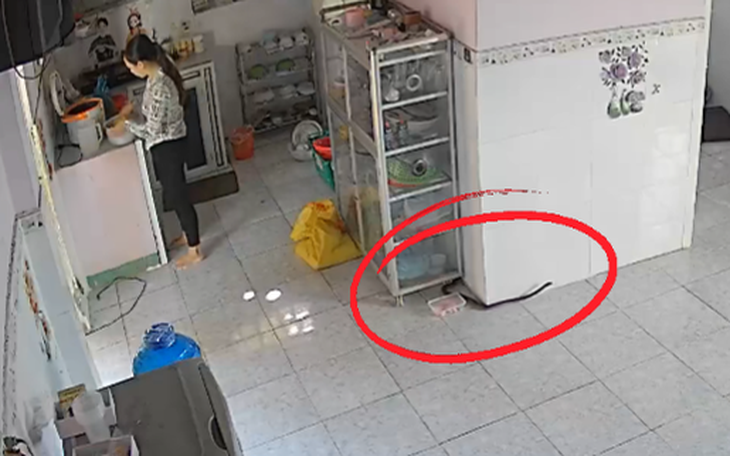 Rắn độc bò vào nhà: Kiểm lâm khuyến cáo gì?- Ảnh 3.