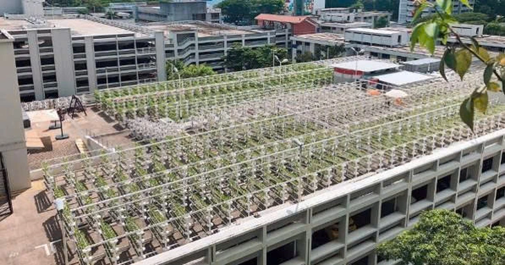 urban farming - Ảnh 1.
