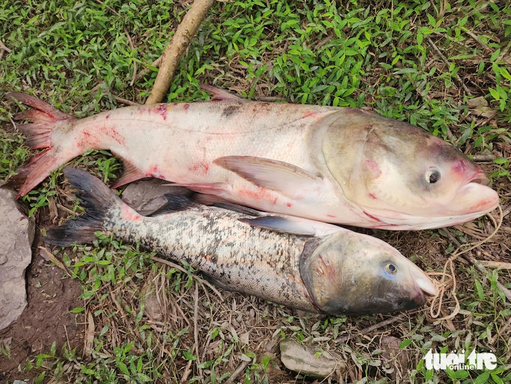 Người dân đua nhau săn cá 'khủng' dưới xả tràn lũ hồ Kẻ Gỗ - Ảnh 4.