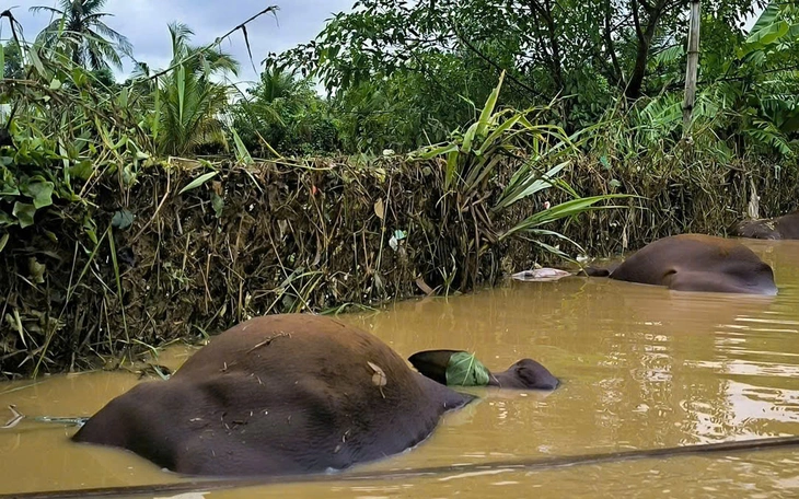Người dân vùng rốn lũ cần hỗ trợ gì? - Ảnh 3.