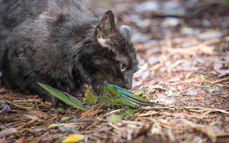Thủ đô Indonesia chính thức cấm thịt chó, mèo, dơi để ngăn lây truyền bệnh dại - Ảnh 3.