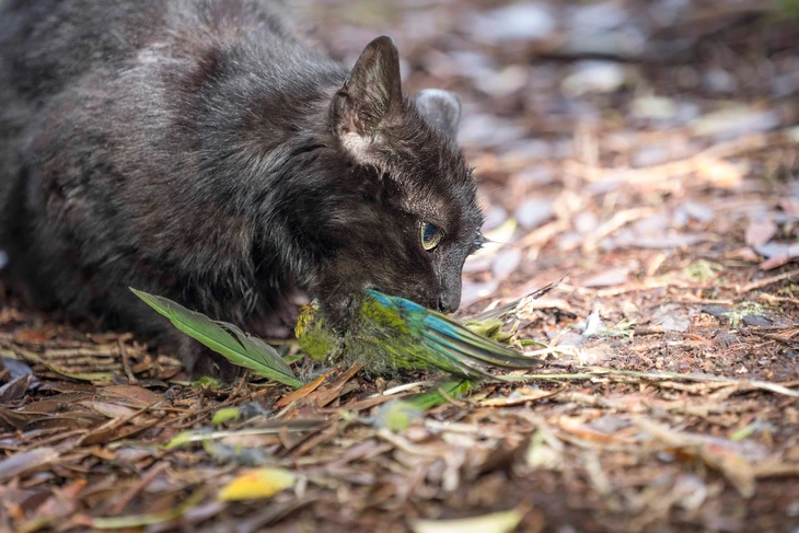 mèo hoang - Ảnh 1.