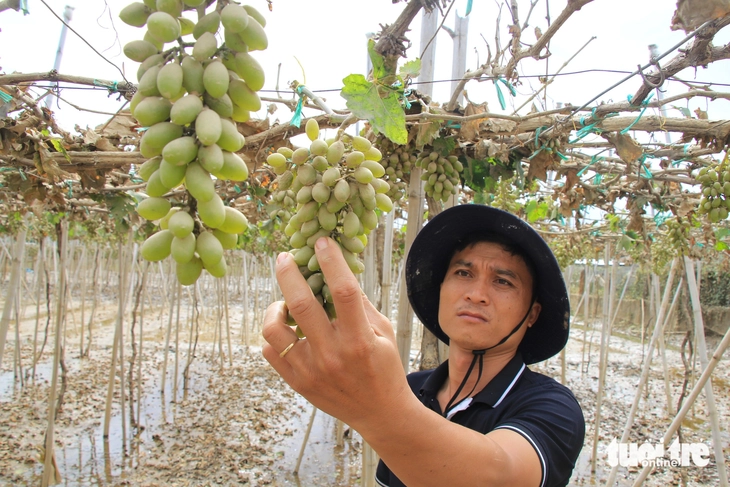 Nho - Ảnh 2.