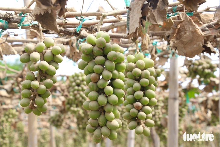 Nho Phan Rang sau lũ: Ruộng xanh mướt giờ khô héo, trái non treo lủng lẳng - Ảnh 2.