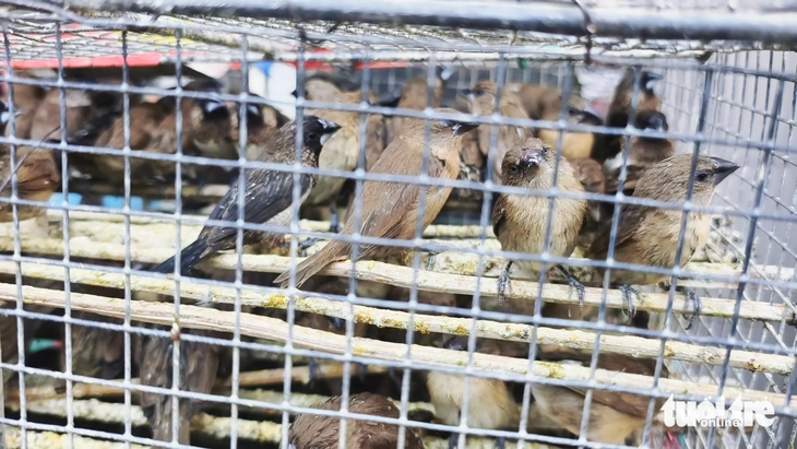 Thuận Kiều - Ảnh 3.