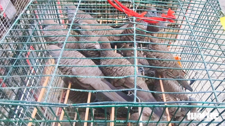 Thuận Kiều - Ảnh 4.