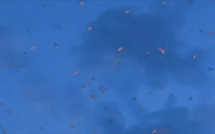 Cần Thơ: Đề xuất không cho nuôi chim yến ở phường Ninh Kiều, phường Sóc Trăng - Ảnh 2.