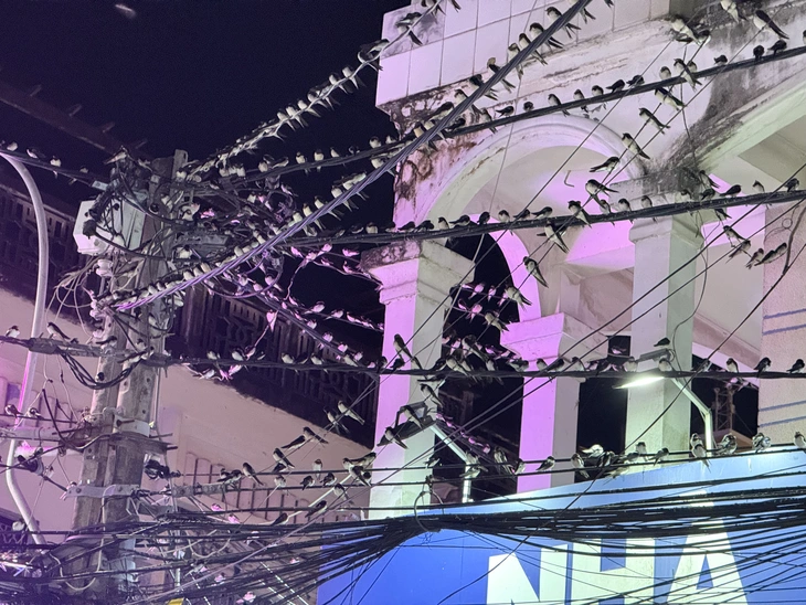 Hy hữu hàng ngàn chim én đậu kín dây điện ở trung tâm Cần Thơ - Ảnh 2.