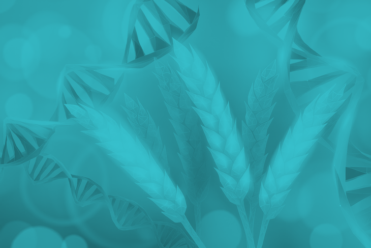 Độc lạ lúa mì chỉnh sửa gene có khả năng 'tự tạo' phân bón - Ảnh 1.