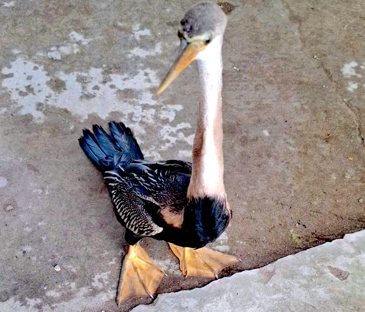 chim cổ rắn - Ảnh 1.