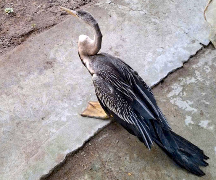 chim cổ rắn - Ảnh 2.